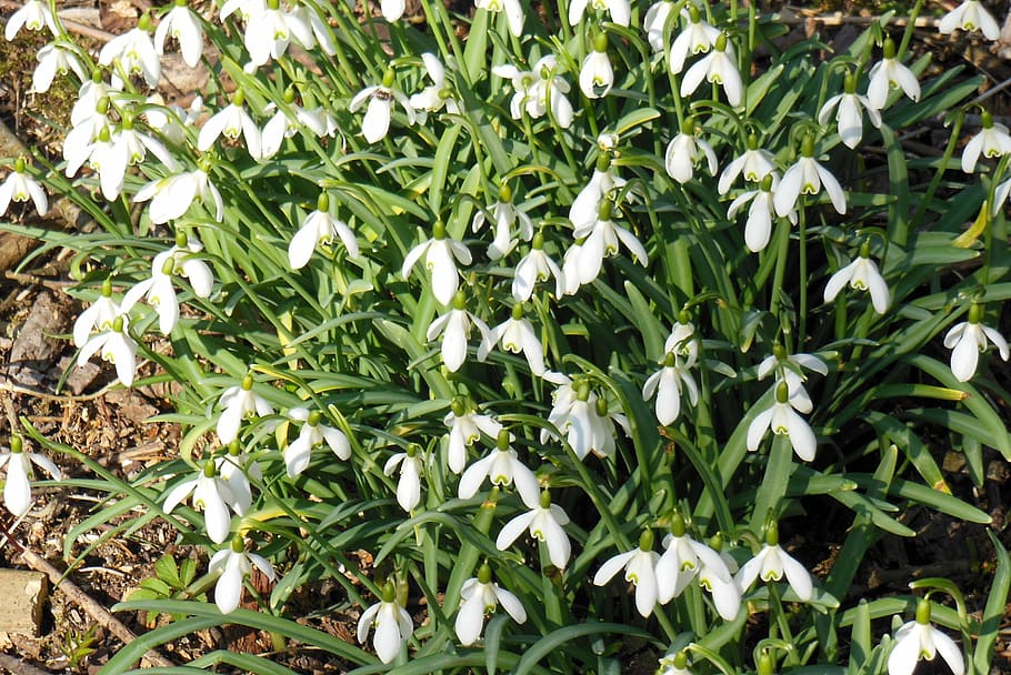 snowdrop, nature, flowers, forest, signs of spring, nature conservation HD wallpaper