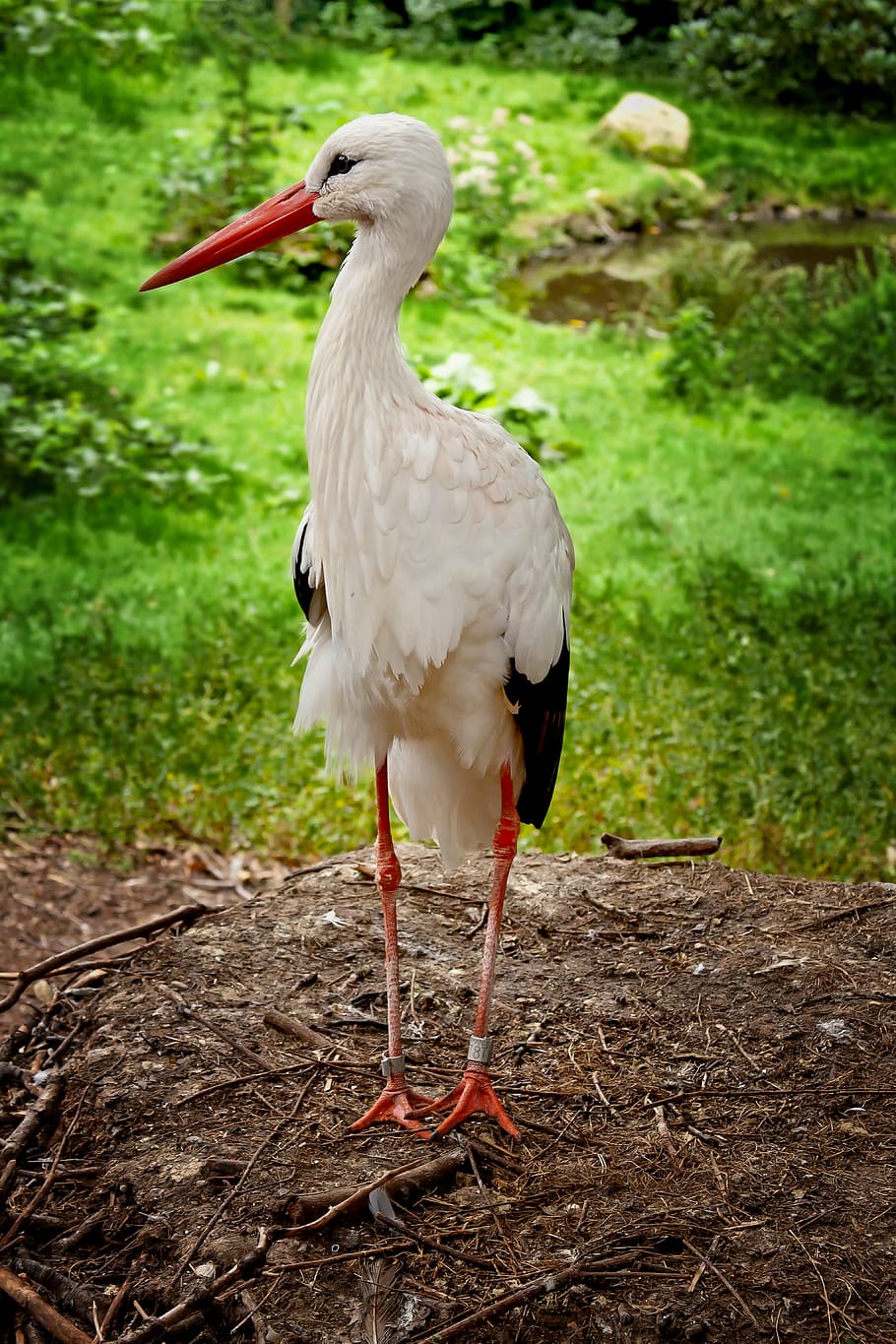 white and black bird standing on ground, stork, feather, birth HD wallpaper