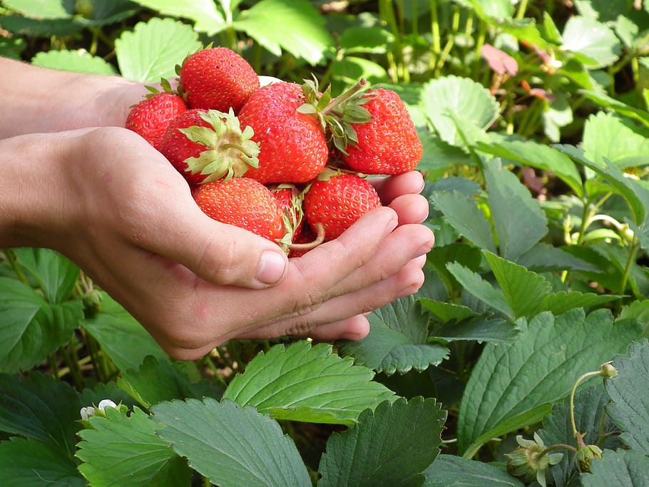 person's hands full of strawberries, berry, strawberry, leaves, HD wallpaper