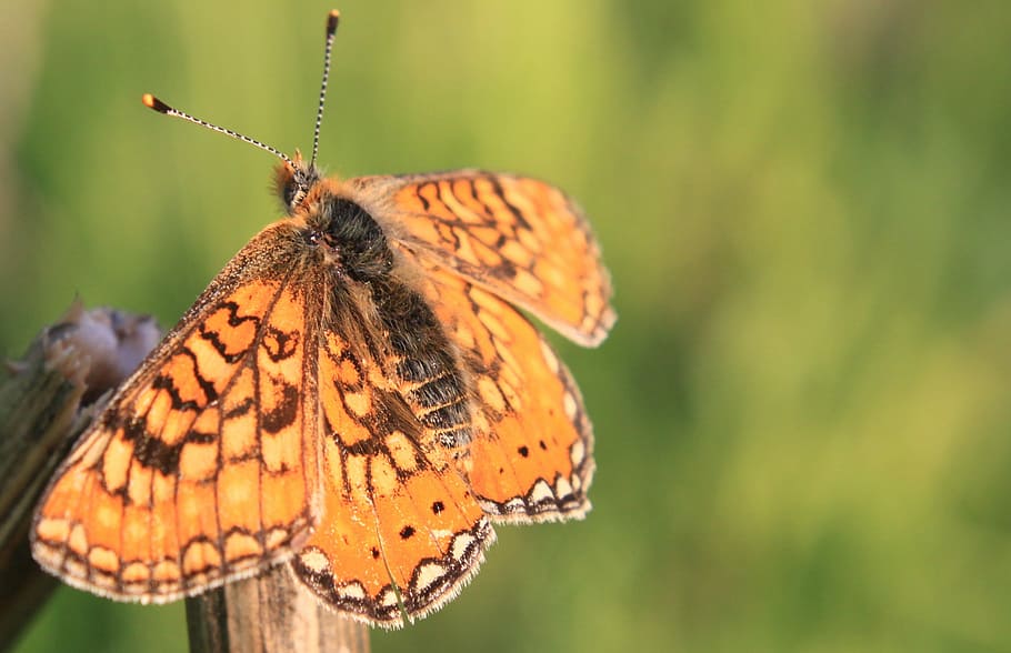 Blue, Butterfly, Fall, Sky, resting, insects, nature, one animal HD wallpaper