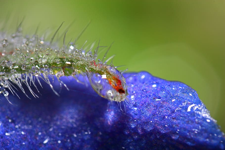 macro, dewdrop, plant, nature, drip, morgentau, dew drops, raindrop HD wallpaper