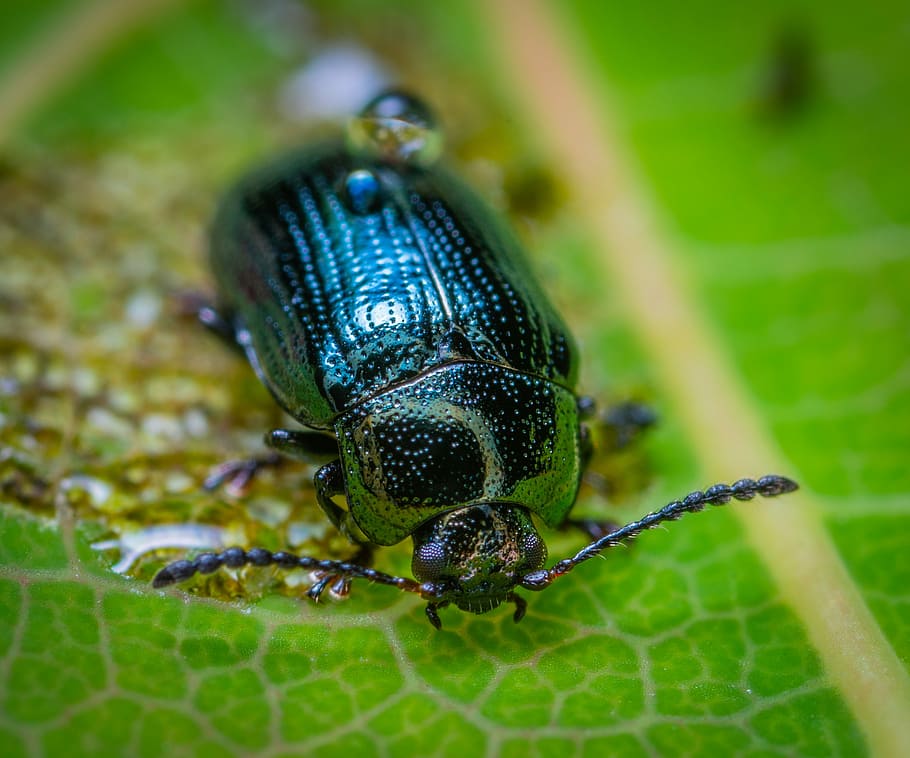 macro, insect, bespozvonochnoe, beetle, coleoptera, sheet, one animal HD wallpaper