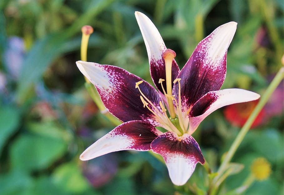 selective focus photography of red and white lily flower, Lily, Flower HD wallpaper