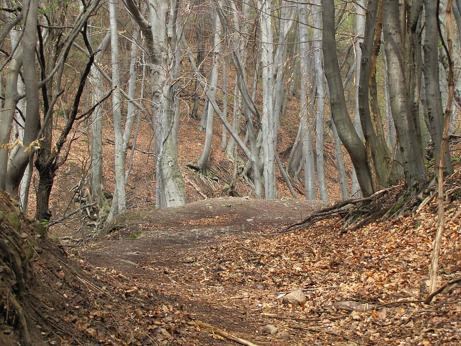 Forest, Nature, autumn, tree, no people, outdoors, scenics HD wallpaper