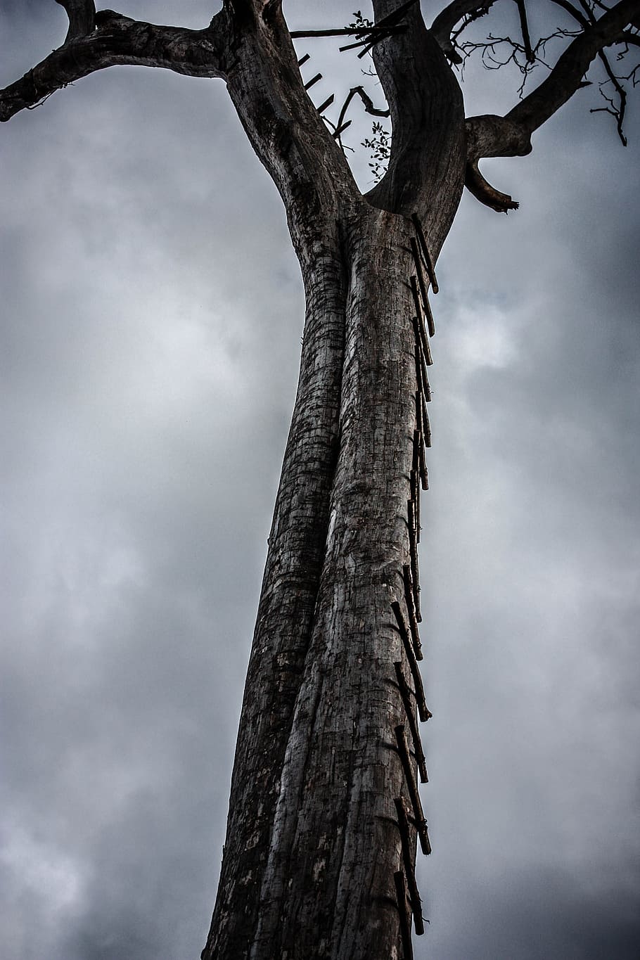 Old, Tree, Dry, Sky, Forest, old tree, autumn, tree trunk, cloud - sky HD wallpaper