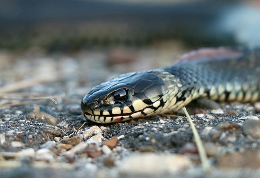 snake, really, creep, bite, danger, cunning, poisonous, scales HD wallpaper