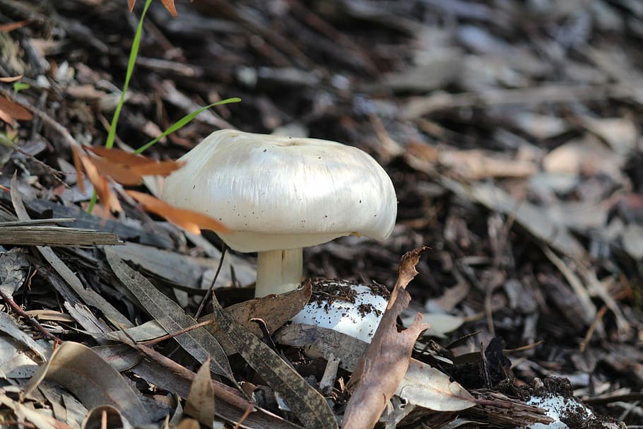 mushroom, falls, hiking, nature, autumn, fungus, forest, close-up HD wallpaper