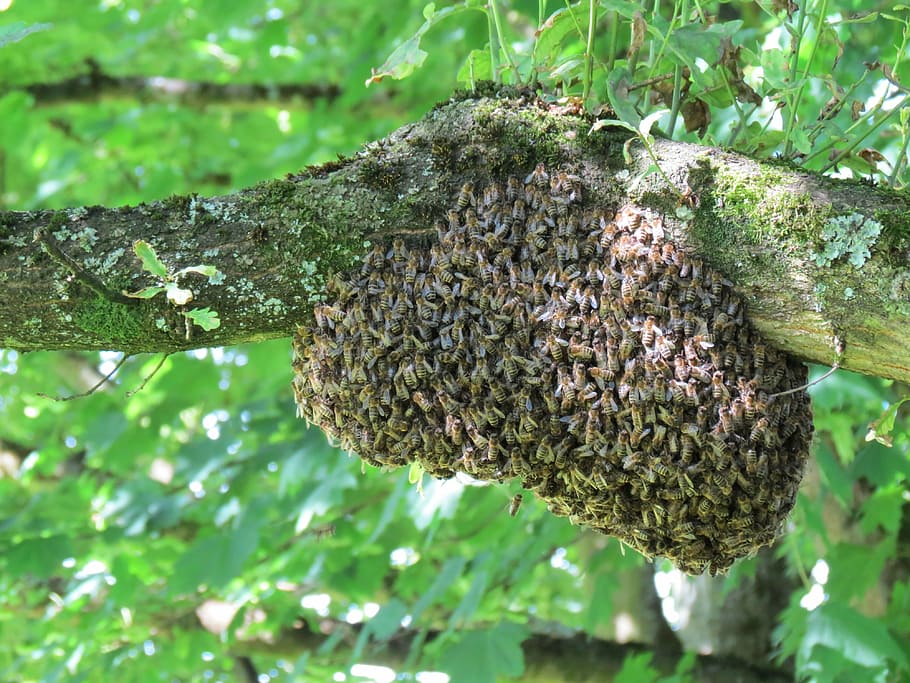 hive, flown, plant, growth, close-up, animals in the wild, green color HD wallpaper