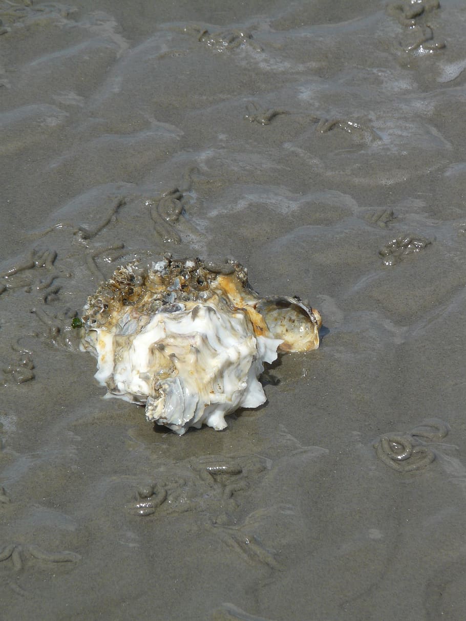 Pacific Oyster, Shell, crassostrea pacifica, crassostrea gigas, HD wallpaper
