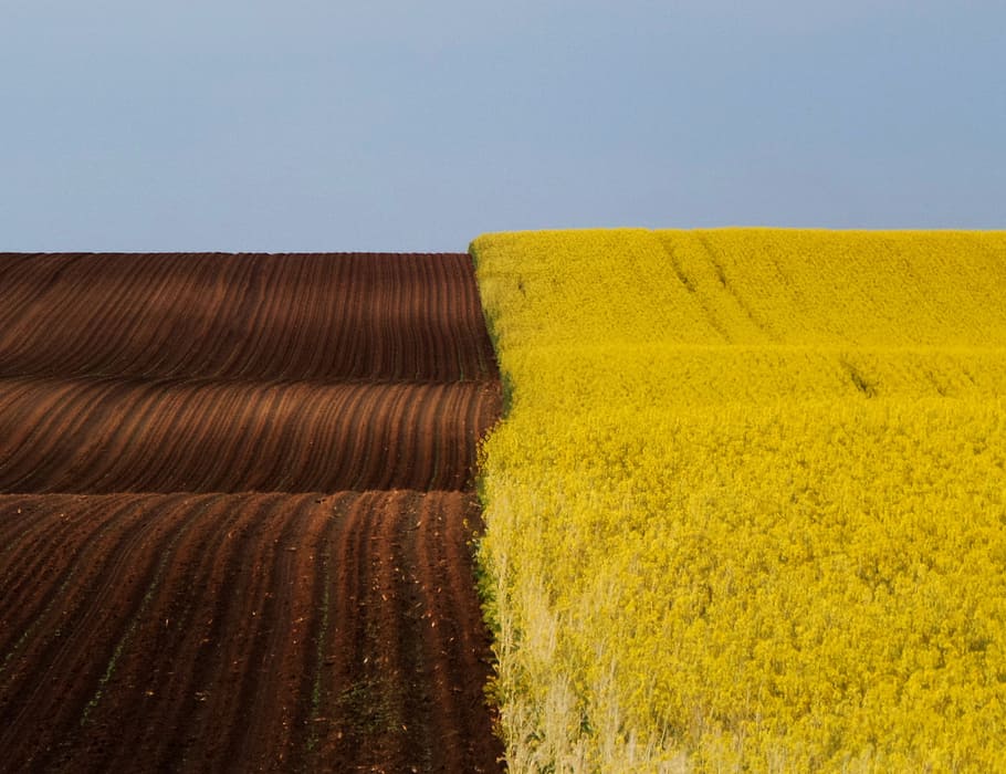 rice field photo, landscape, spring, brown - yellow, rape, agriculture HD wallpaper