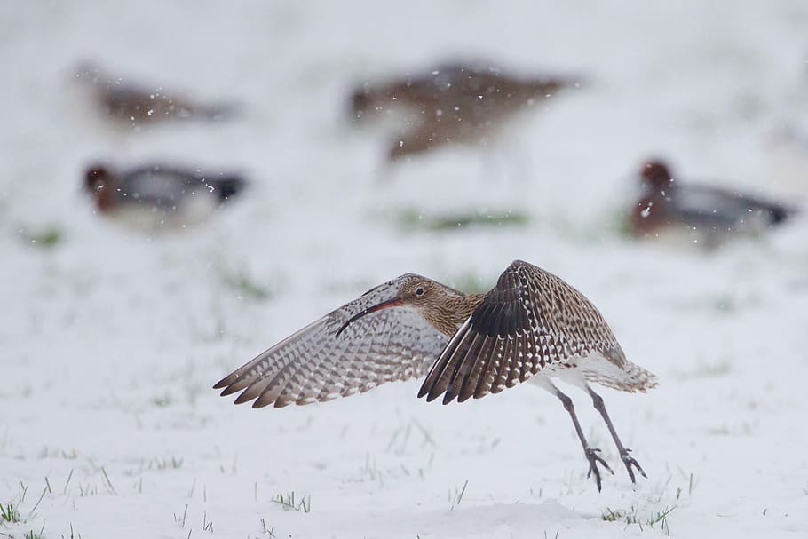 Curlew, selective focus photography of brown and black bird, wings HD wallpaper