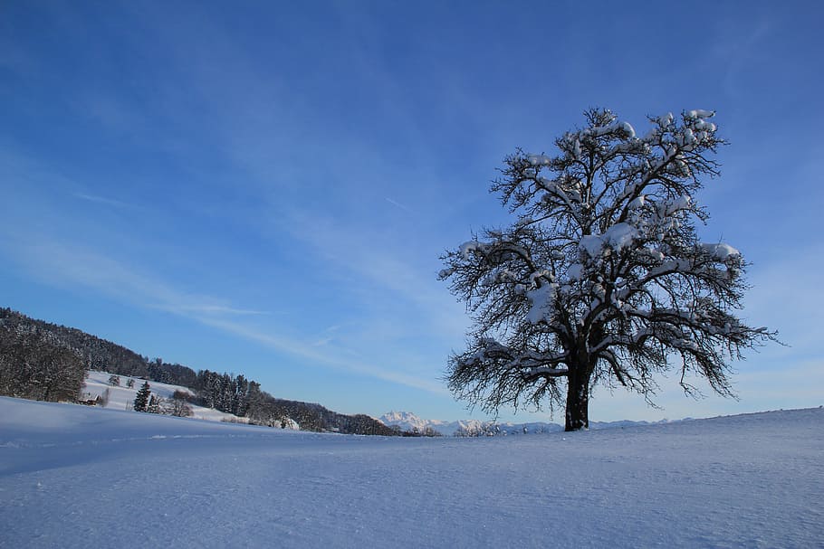 winter, snow, white, wintry, tree, cold temperature, plant HD wallpaper