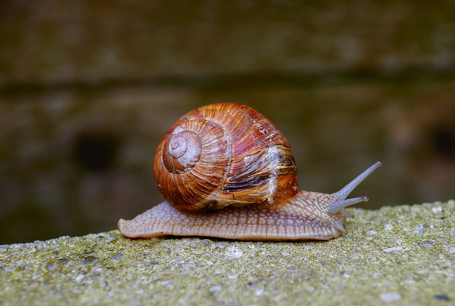 snail, brown, snail shell, spiral, mollusk, nature, crawl, away HD wallpaper
