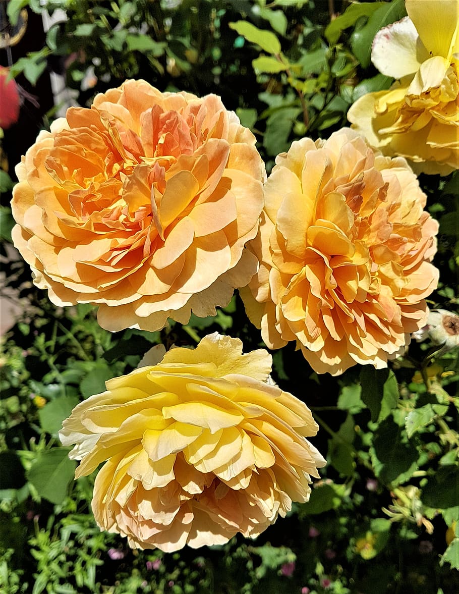 rose, flower, bloom, flora, orange, flowering plant, petal HD wallpaper