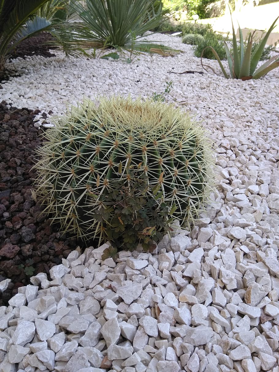 cactus, france, green, plant, nature, garden, succulent plant, HD wallpaper