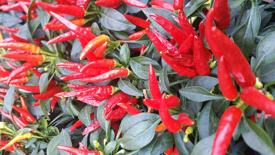 red chili plant in closeup photography, plant with long red chilies, HD wallpaper