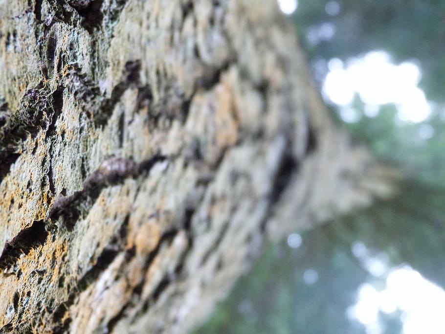 tree, bark, trunk, nature, natural, pattern, wood, forest, texture HD wallpaper