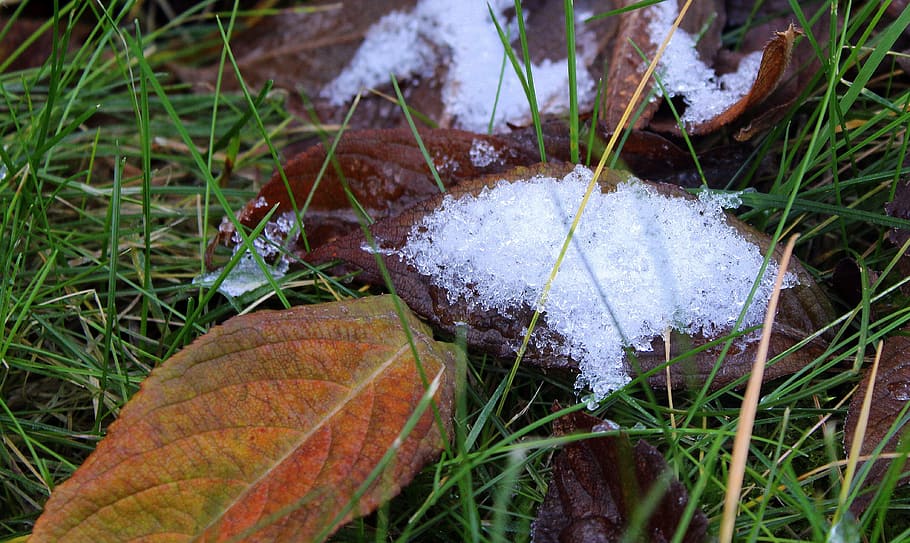 winter, snow, first snow, foliage, grass, melting, garden, nature HD wallpaper