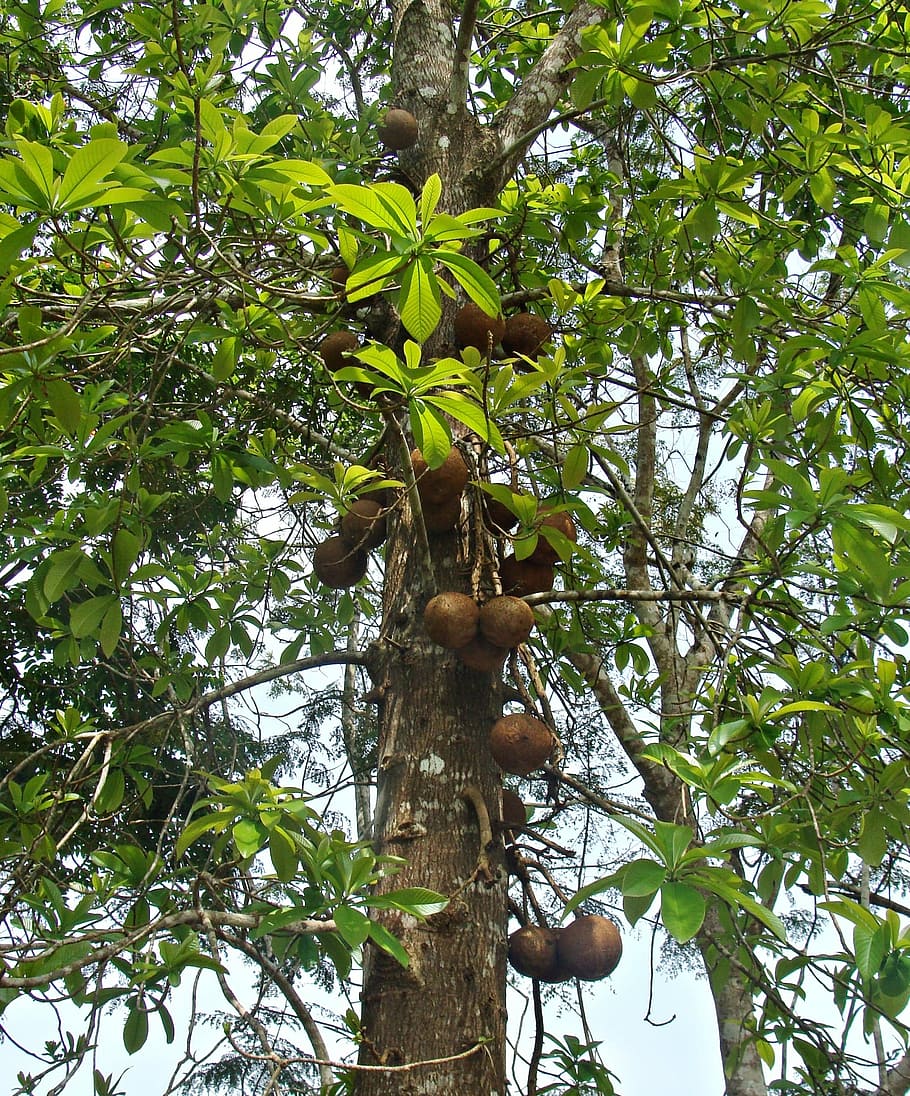 Canon, Ball Tree, Flora, Fruit, canon ball tree, trunk, yellapur HD wallpaper