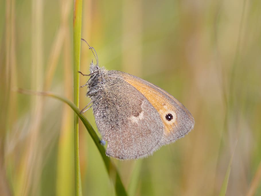 butterfly, insect, macro, close, animal, nature, color, colorful HD wallpaper