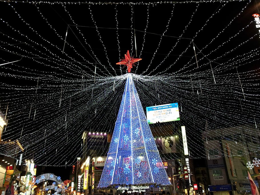 Christmas Tree, Tree, City, large tree, city tree, celebration HD wallpaper