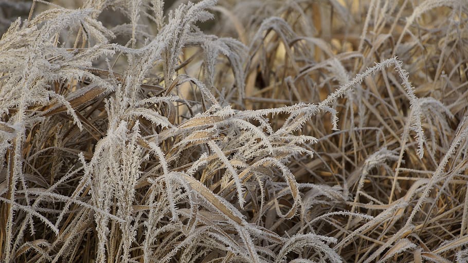 Grass, Leaves, Withered, Dried, wilted, white, winter, ice HD wallpaper