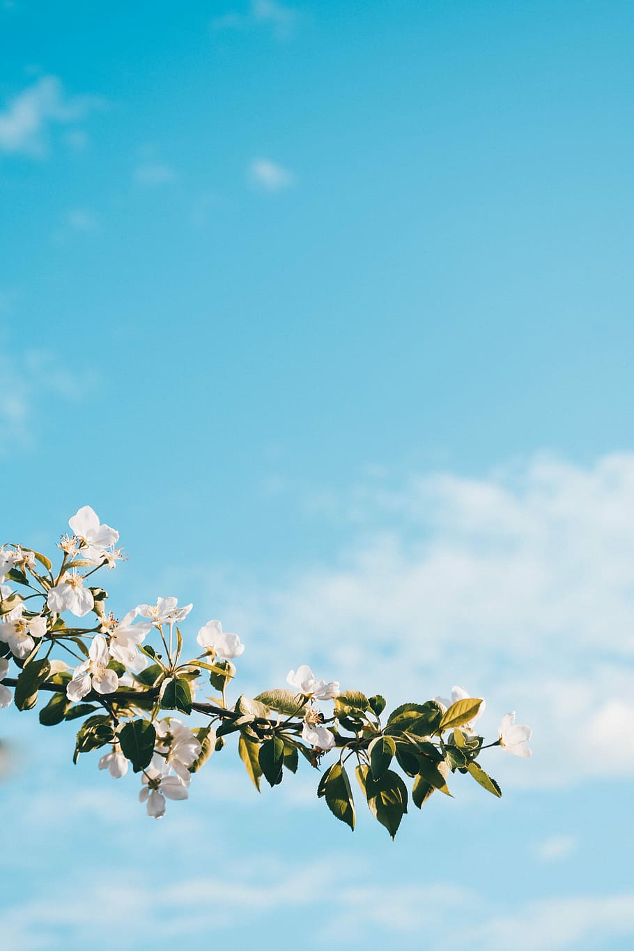 white petaled flower at daytime, green leafed plant with white flowers HD wallpaper