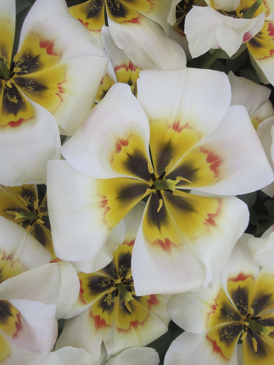 tulips, flowers, spring, plant, bloom, hell, flowering plant HD wallpaper