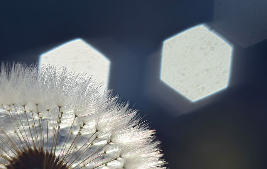 dandelion, back light, rays, sunlight, hell, close, macro, background HD wallpaper