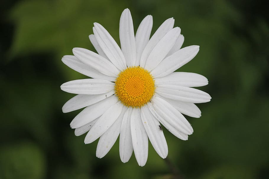 white daisy flower, flowers, bloom, branch, blossom, petal HD wallpaper