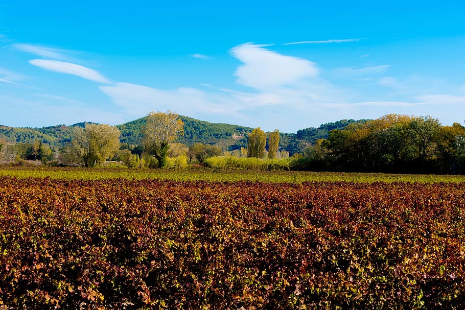 vines, fall, vineyard, color, beaucaire, red, costières de nîmes HD wallpaper