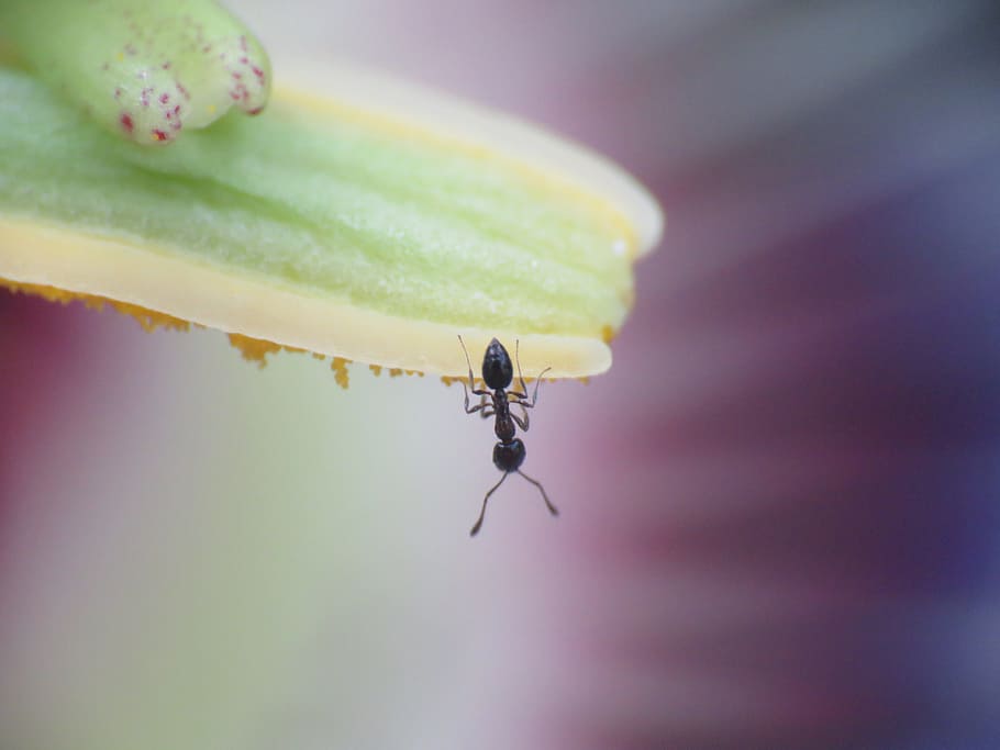 macro, tiny, ant, flower, passion flower, wildlife, invertebrate HD wallpaper