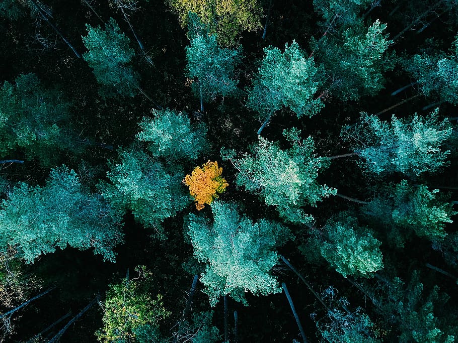 aerial view photography of green trees on woods, bird's eye view photo of pine tree HD wallpaper