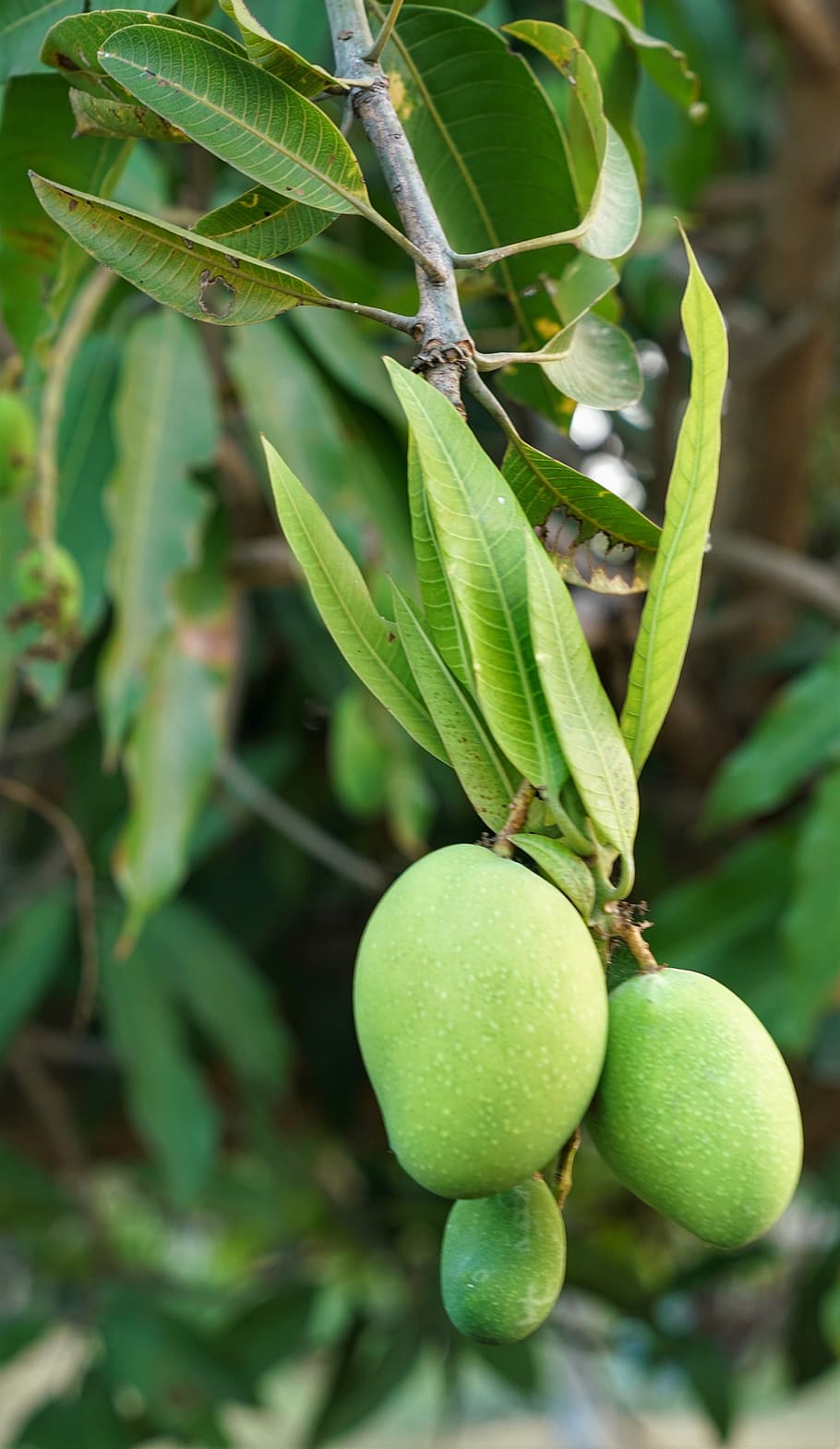 mango, tree, young, growing, fruit, nature, food, leaf, flora, HD wallpaper
