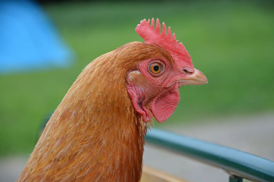 hen, rousse, head, portrait, nature, animal, laying hens, field HD wallpaper