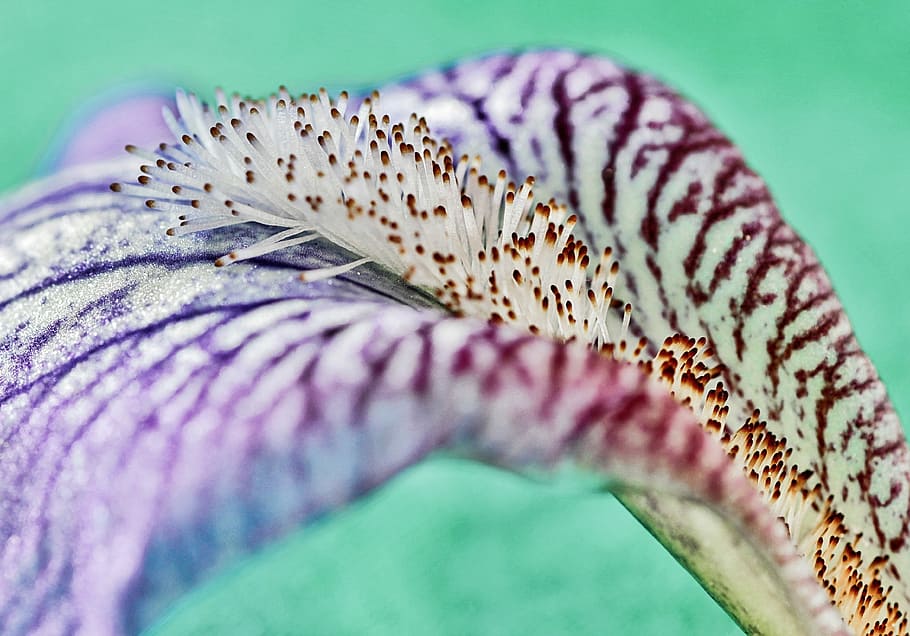 macro, iris, lily, pattern, garden, schwertliliengewaechs, plant HD wallpaper