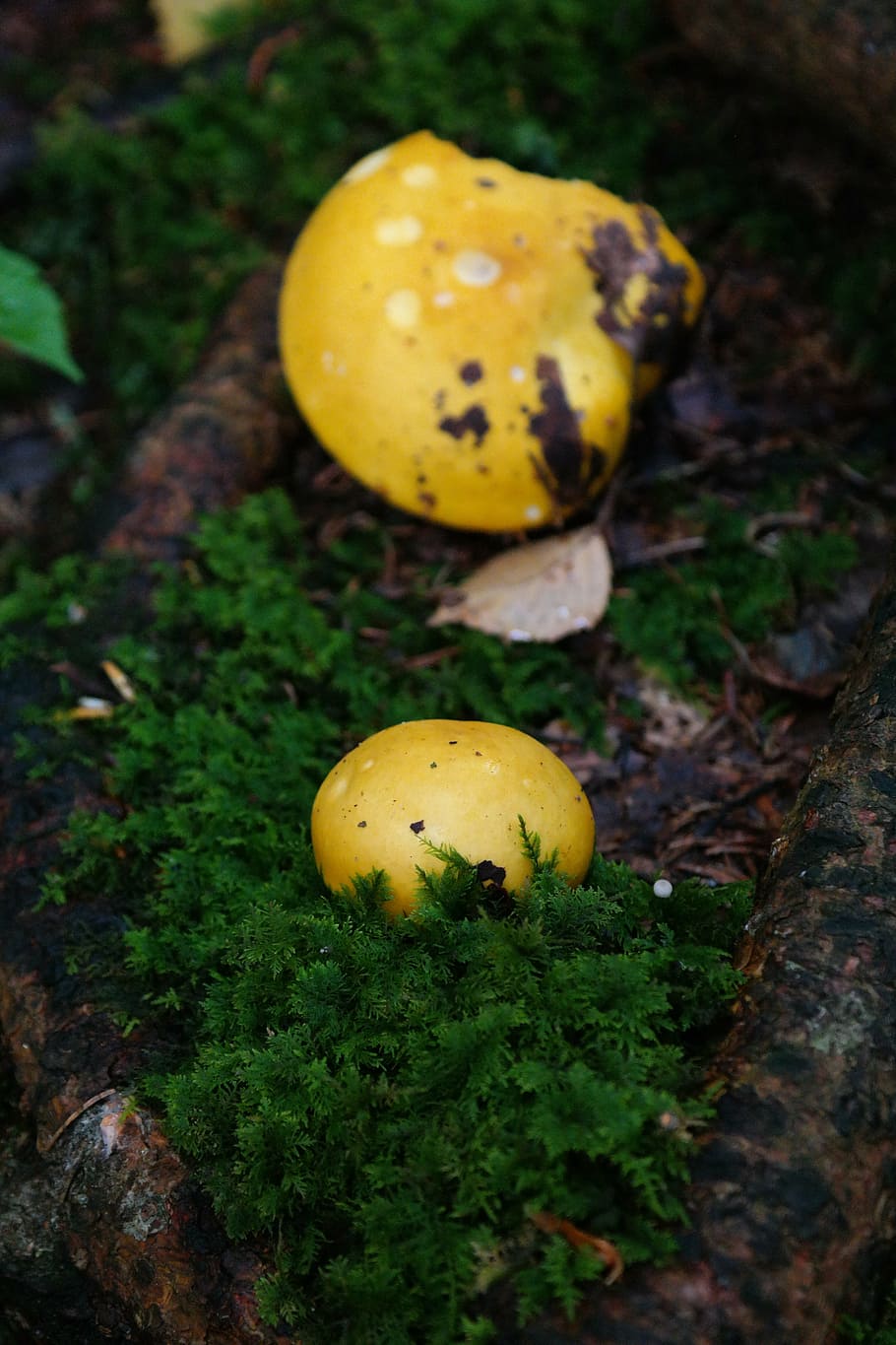 mushroom, yellow, forest, yellow grey stem russula, grey handle russula, HD wallpaper