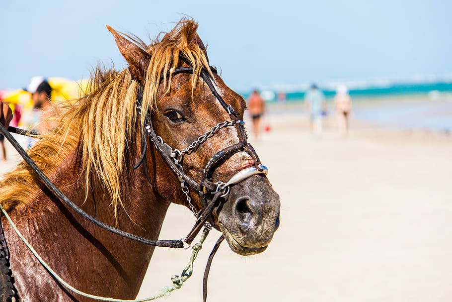 horse, anima, beach, cruelty to animals, land, domestic animals