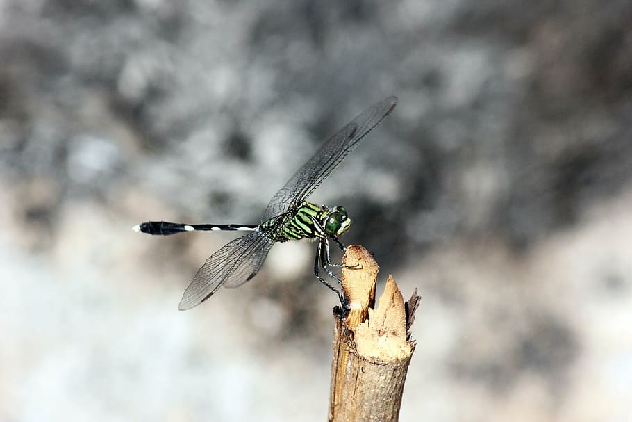 dragonfly, insect, macro, nature, animal, bug, wing, animal wildlife HD wallpaper