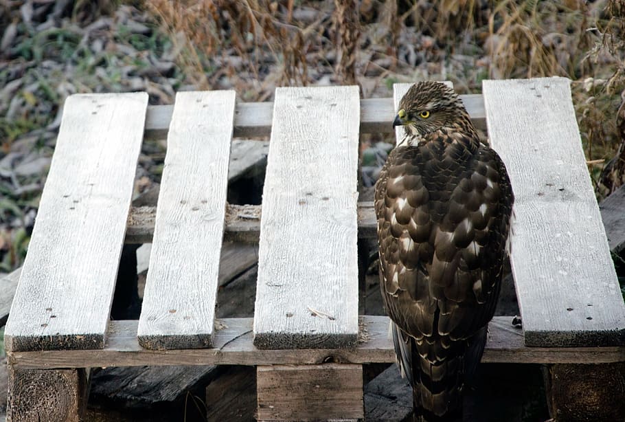goshawk, bird, animal, animal themes, vertebrate, animal wildlife HD wallpaper