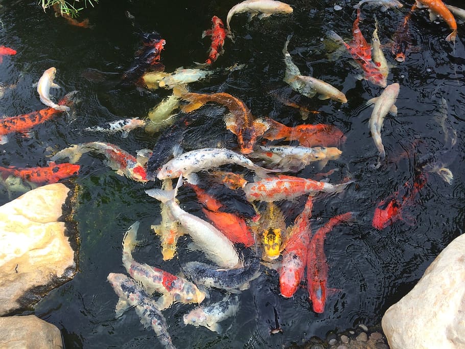 fish, pond, water, nature, koi, animal, colorful, red, aquatic, HD wallpaper