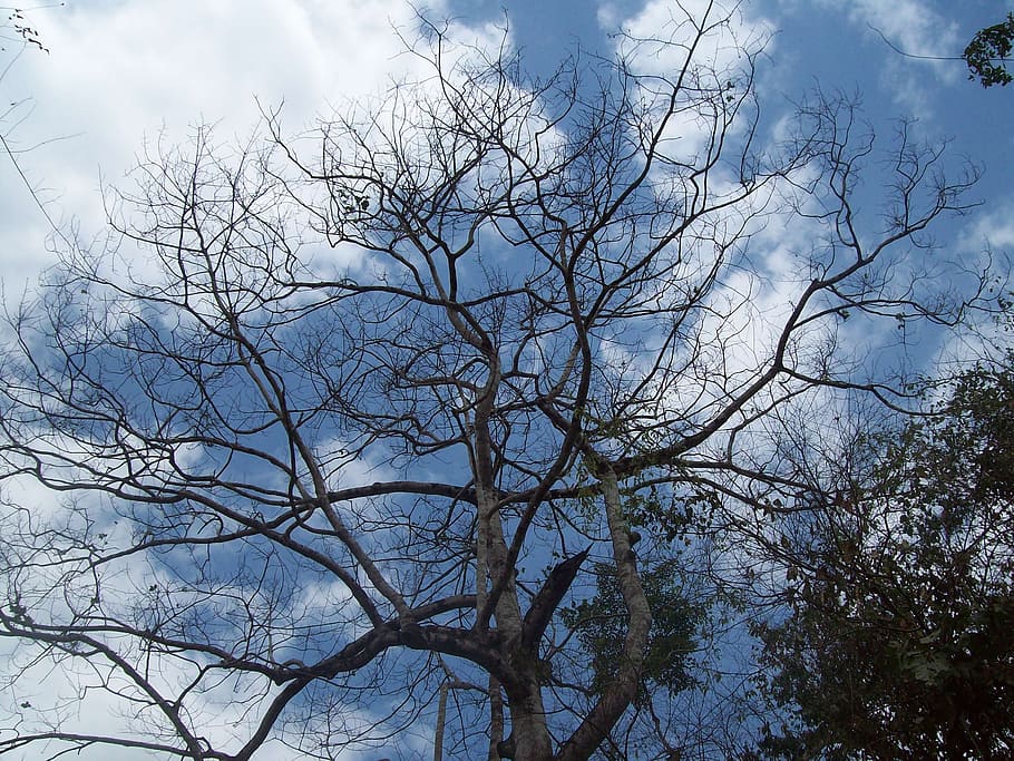 tree, sky, nature, trees, branches, clouds, plant, cloud - sky HD wallpaper