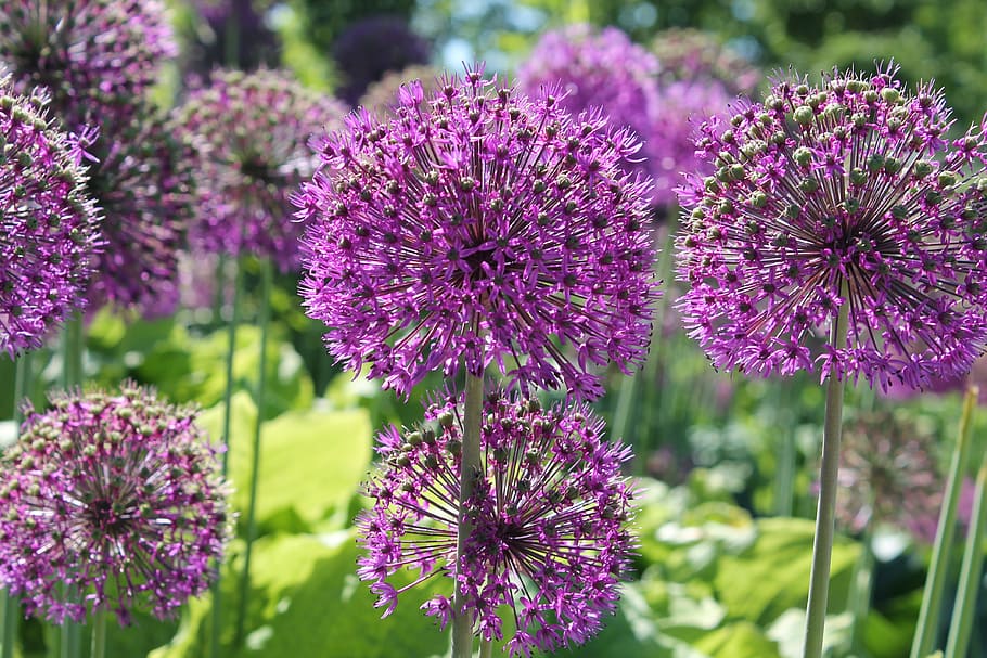 bulb-flowers-bulbous-plant-flowers-purple.jpg