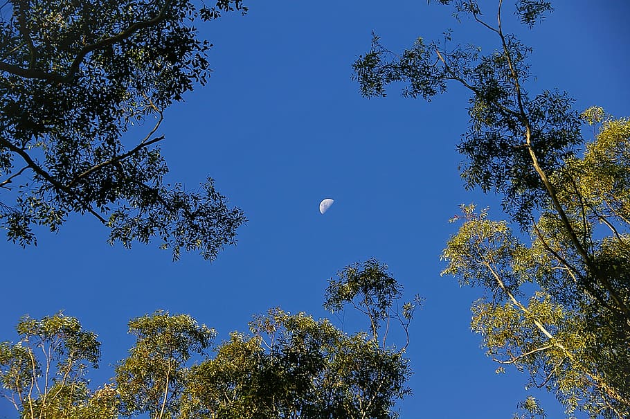 moon, sky, trees, blue, sunny, gum trees, eucalypts, australia HD wallpaper