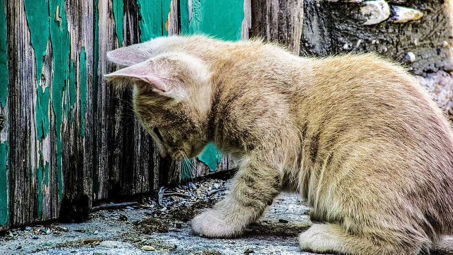 orange kitten near wall, Cat, Stray, Cute, young, adorable HD wallpaper