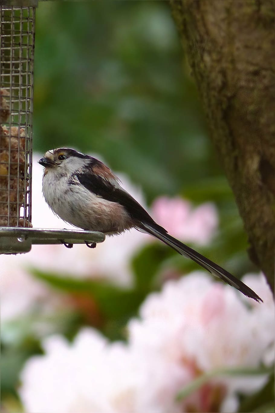 bird, long tailed tit, young, spring, garden, animal themes HD wallpaper