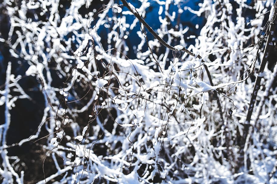 Close-ups of snowy trees, closeup, leaves, pine, twig, branch, HD wallpaper