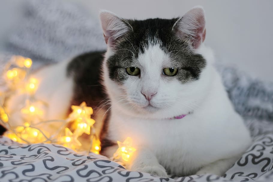 charming, animals, cat, portrait, national, cute, pets, young HD wallpaper