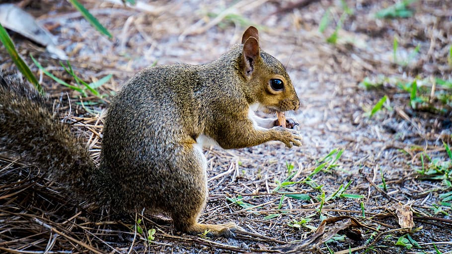 squirrel, peanuts, animal, nature, eat, snack, cute, eating HD wallpaper