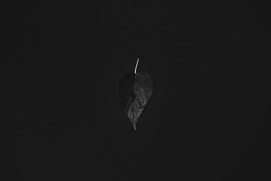 shallow focus photography of leaf, plant, nature, dark, black HD wallpaper